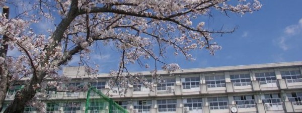 校舎　桜.jpg